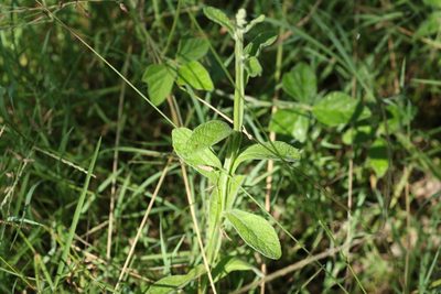 Pterocaulon redolens, photographed by Greg Tasney