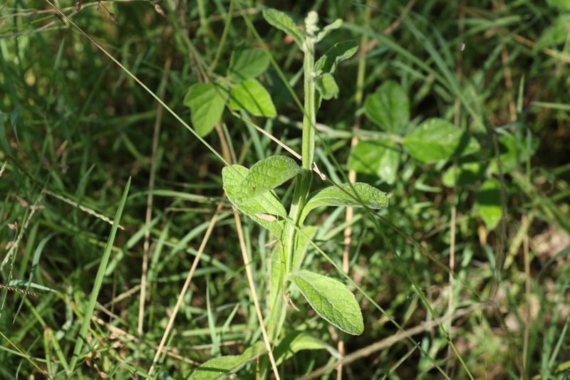 Pterocaulon redolens, photographed by Greg Tasney
