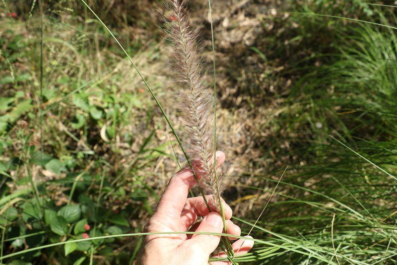 Cenchrus alopecuroides, photographed by Greg Tasney