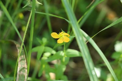 Hypericum gramineum, photographed by Greg Tasney