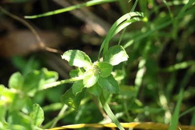 Gomphrena diffusa, photographed by Greg Tasney