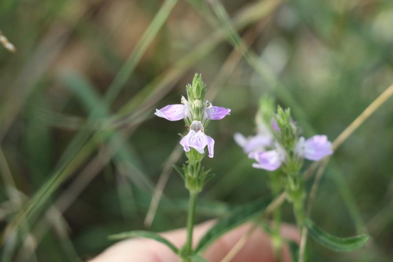 Justicia adscendens, photographed by Greg Tasney