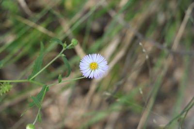 Calotis dentex, photographed by Greg Tasney