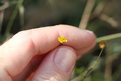 Glossocardia bidens, photographed by Greg Tasney