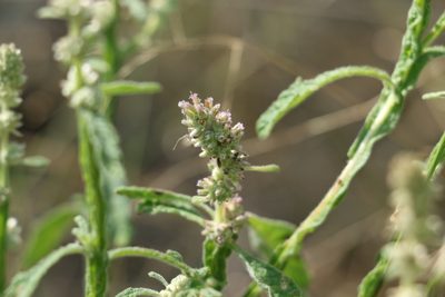 Pterocaulon redolens, photographed by Greg Tasney