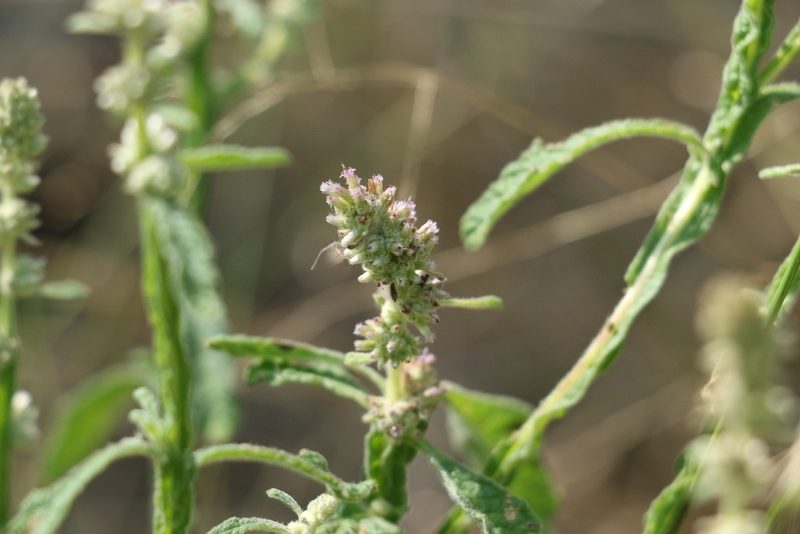 Pterocaulon redolens, photographed by Greg Tasney