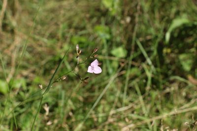 Murdannia graminea, photographed by Greg Tasney