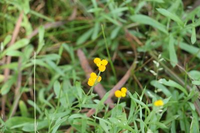 Chrysocephalum apiculatum, photographed by Greg Tasney