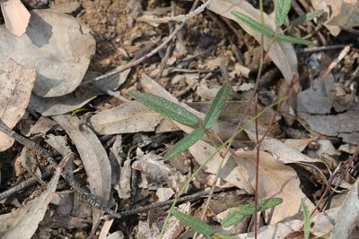 Grona varians, photographed by Greg Tasney