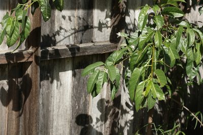 Ficus virens, photographed by Greg Tasney