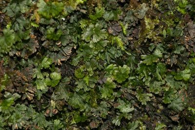 Crepidomanes parvulum