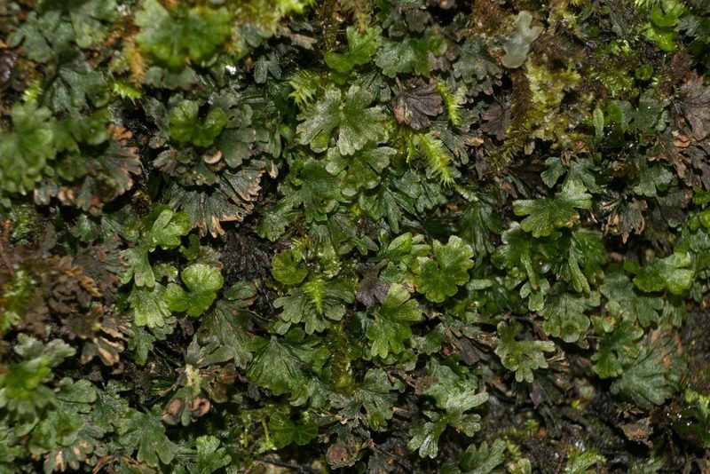Crepidomanes parvulum, photographed by Kevin Faccenda