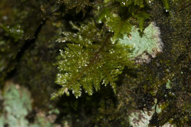 Homaliodendron flabellatum, photographed by Kevin Faccenda