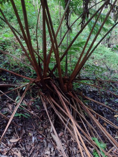 Cibotium chamissoi, photographed by Kevin Faccenda