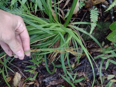 Carex wahuensis, photographed by Kevin Faccenda