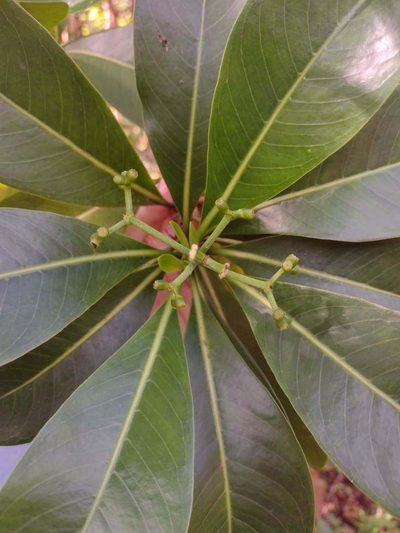 Psychotria mariniana, photographed by Kevin Faccenda
