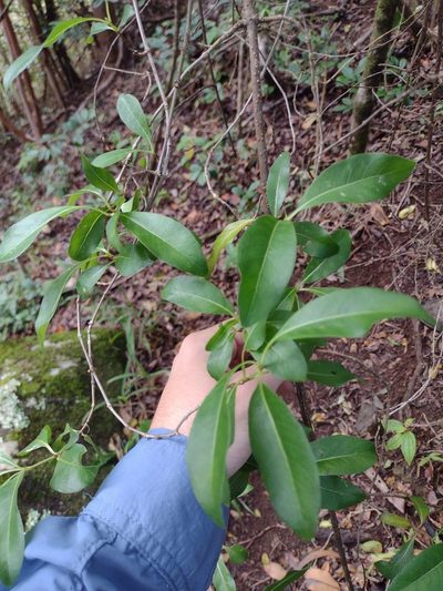 Coprosma foliosa, photographed by Kevin Faccenda