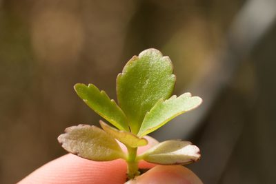 Kalanchoe pinnata, photographed by Kevin Faccenda