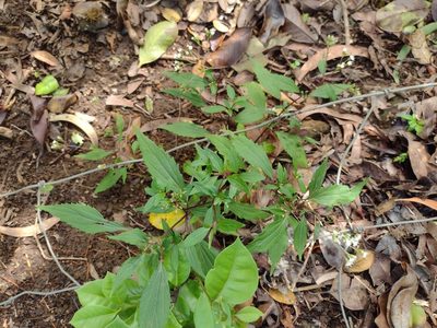 Ageratina riparia, photographed by Kevin Faccenda
