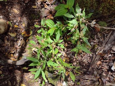 Ageratina riparia, photographed by Kevin Faccenda