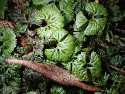 Hymenophyton flabellatum, photographed by Lisa Bennett