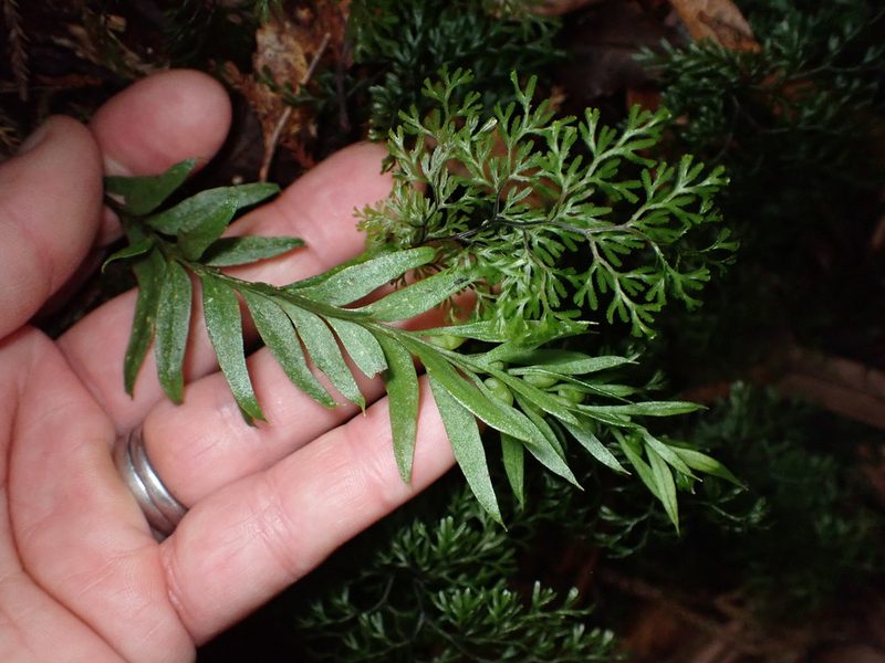 Tmesipteris elongata, photographed by Lisa Bennett
