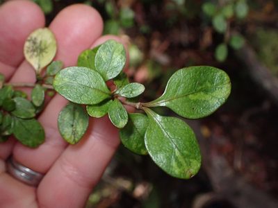 Coprosma colensoi, photographed by Lisa Bennett
