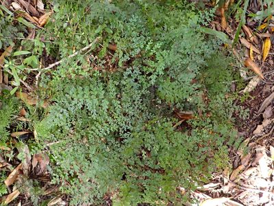 Lindsaea trichomanoides, photographed by Lisa Bennett