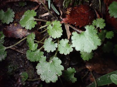Gunnera monoica, photographed by Lisa Bennett