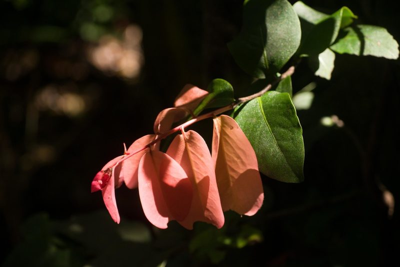 Diospyros hillebrandii, photographed by Kevin Faccenda
