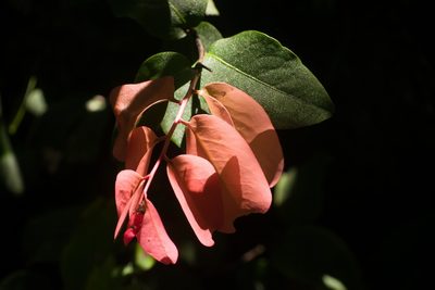Diospyros hillebrandii, photographed by Kevin Faccenda