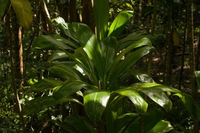 Cordyline fruticosa, photographed by Kevin Faccenda