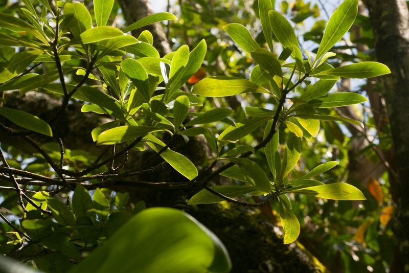 Psychotria mariniana, photographed by Kevin Faccenda