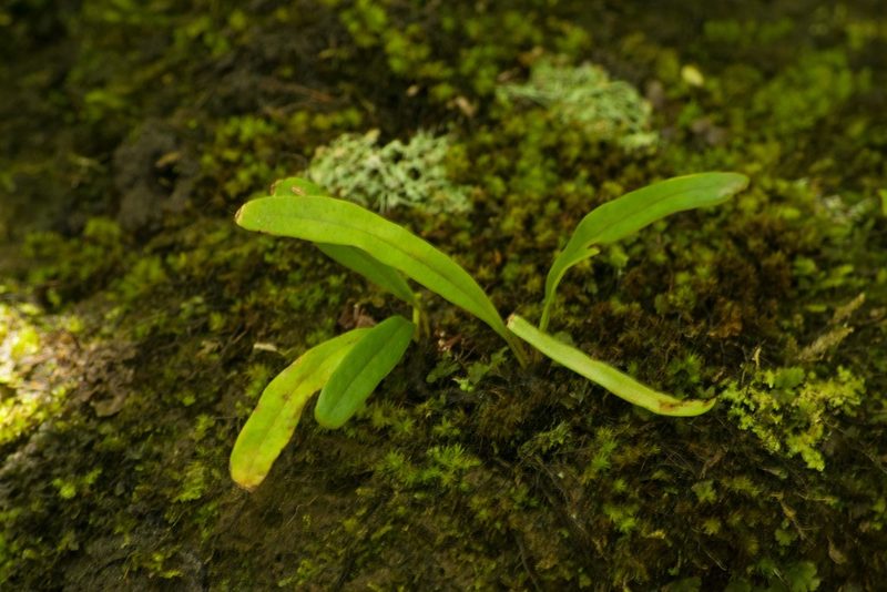 Lepisorus thunbergianus, photographed by Kevin Faccenda