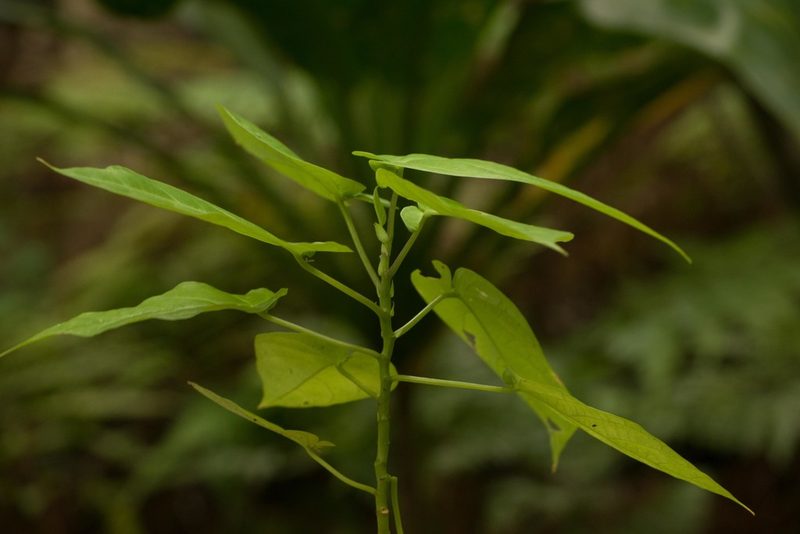 Passiflora ligularis, photographed by Kevin Faccenda
