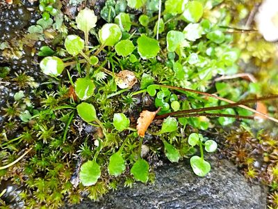 Lagenophora pumila, photographed by Oscar Dove