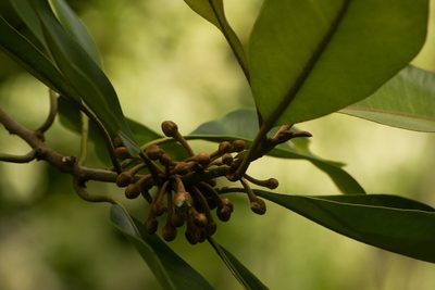 Planchonella sandwicensis, photographed by Kevin Faccenda