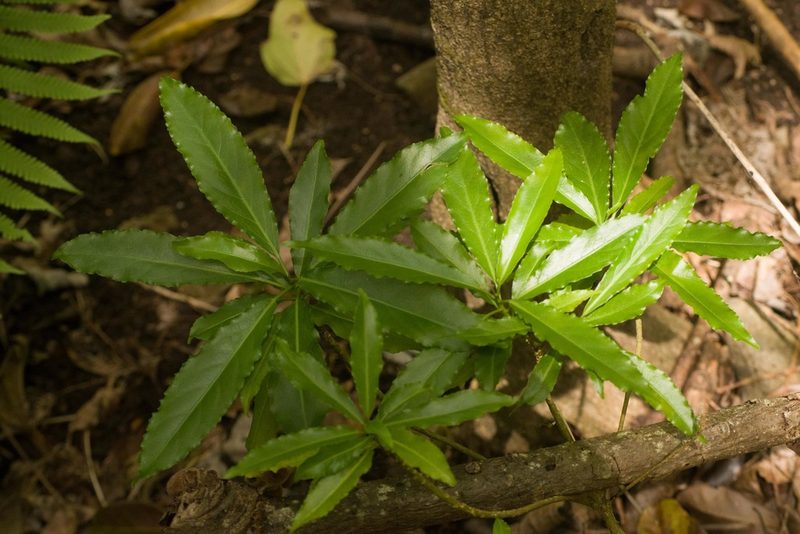 Claoxylon sandwicense, photographed by Kevin Faccenda