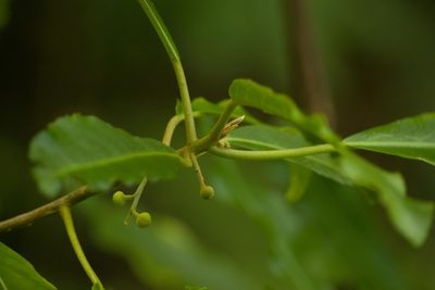 Claoxylon sandwicense, photographed by Kevin Faccenda