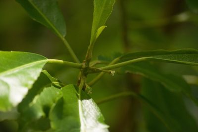 Claoxylon sandwicense, photographed by Kevin Faccenda