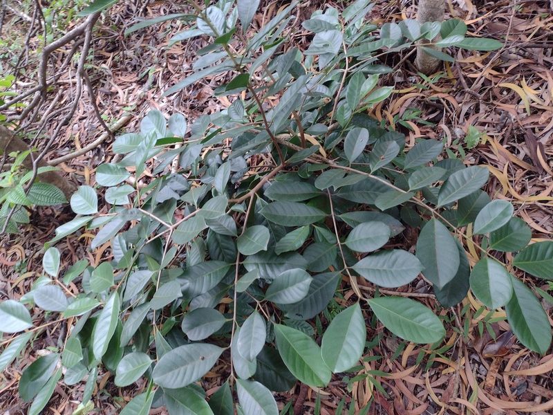 Psidium cattleyanum, photographed by Kevin Faccenda