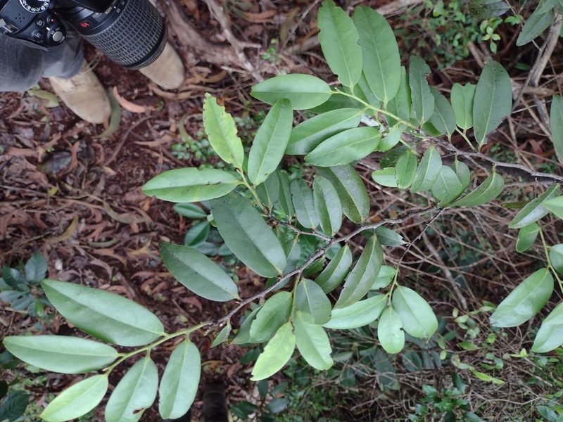 Diospyros sandwicensis, photographed by Kevin Faccenda