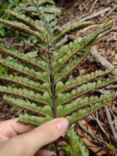 Asplenium caudatum, photographed by Kevin Faccenda