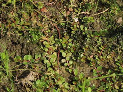 Rotala rotundifolia, photographed by chiuluan