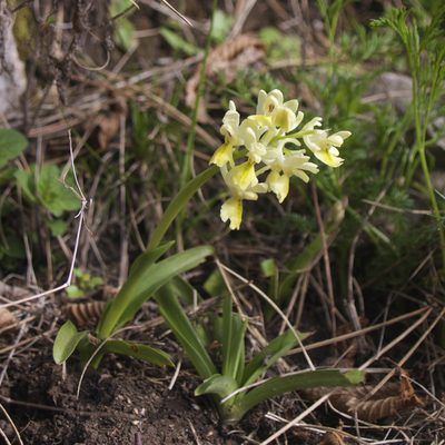 Orchis pauciflora, photographed by Jörg Hempel