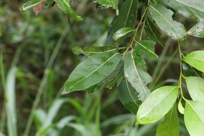 Cryptocarya microneura, photographed by Greg Tasney