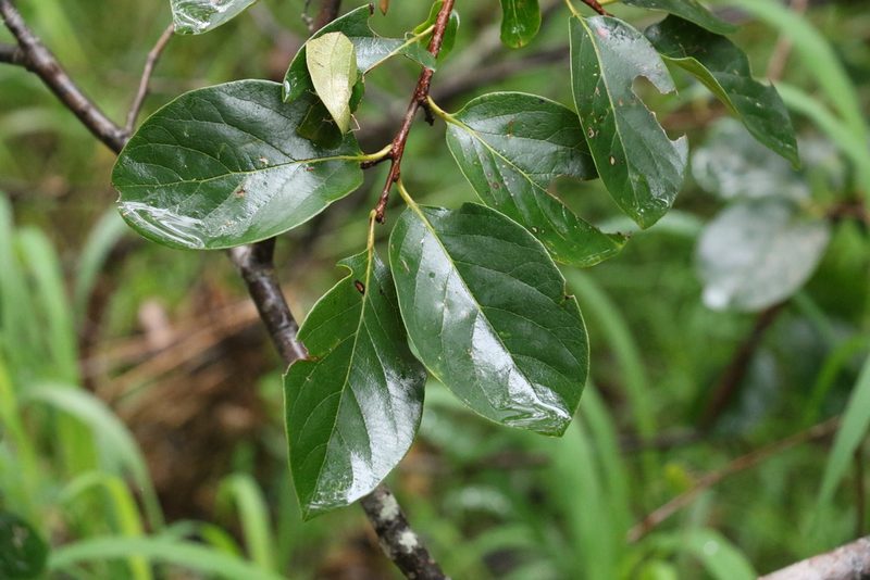 Diospyros kaki, photographed by Greg Tasney