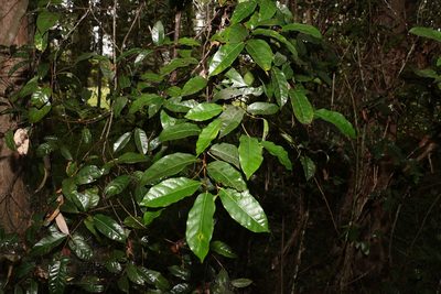 Trophis scandens, photographed by Greg Tasney