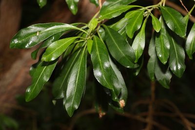 Duboisia myoporoides, photographed by Greg Tasney