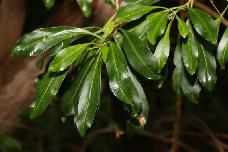 Duboisia myoporoides, photographed by Greg Tasney